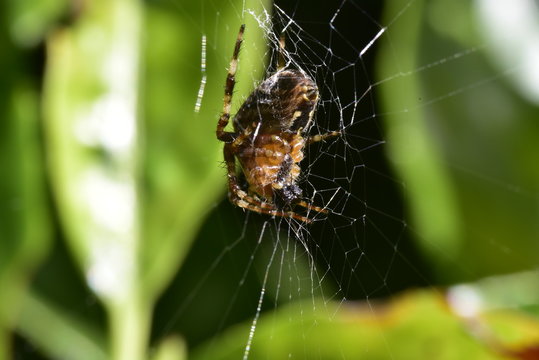 Garden Spider feeding in its web