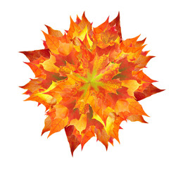 colorful autumn maple leaves bouquet isolated on white