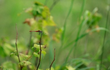 dragonfly on green