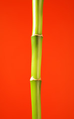 Bamboo Stem