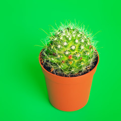 Potted Cactus