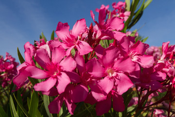 Flores azaleas de color rosa con fondo de cielo azul 