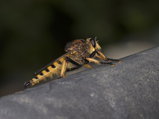 A Robber Fly walking along a fence post