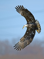American Bald Eagle with Fish in Mouth