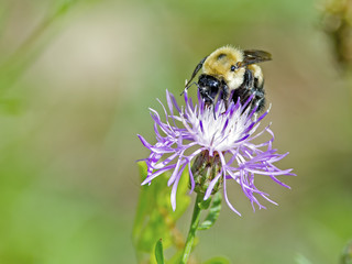 A Bee pollinating a Knapweed FLower