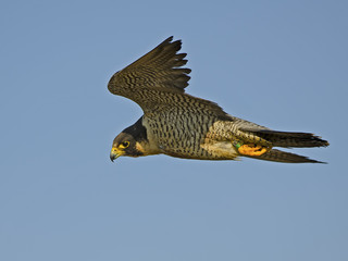 Peregrine Falcon in Flight 