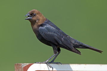 Brown-headed Cowbird on Sign