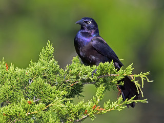 Obraz premium Boat-tailed Grackle sitting in tree