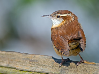 Carolina Wren ground feeding.