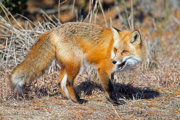 Naklejka na ściany i meble Red Fox walking in the woods