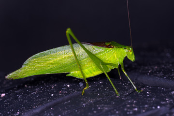 Lesser Angle-Wing Katydid