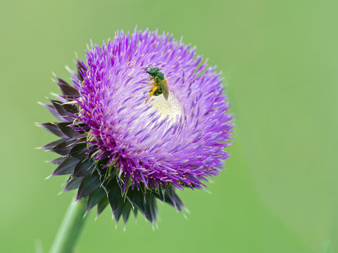 Bee Pollinating a Milk Thistle Flower 