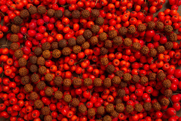 Rowan and rudraksha