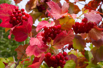 Rowanberry in autumn