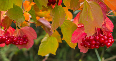 Rowanberry in autumn