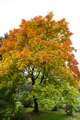 Naklejka premium Trees on the white background