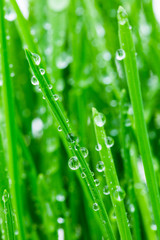 Fototapety  zielone pędy wiosennej trawy w kroplach wody makro strzał w obiektyw