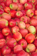 Apple garden