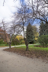 Obraz premium Trees on the white background