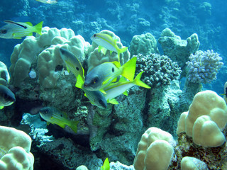 Schwarzpunktschnapper (Lutjanus ehrenbergii)