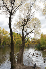 Obraz premium Trees on the white background