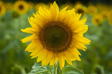 Sunflower head closeup