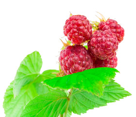 ripe juice red berries on twig of raspberries isolated on white background shots in macro lens close-up