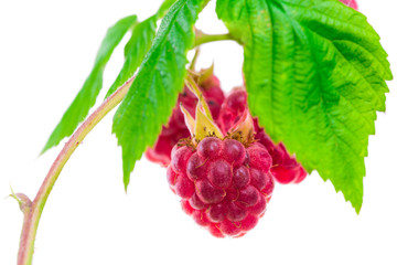 ripe juice red berries on twig of raspberries isolated on white background shots in macro lens close-up