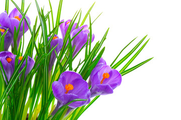 Crocus flowers isolated on white background in macro lens shot.