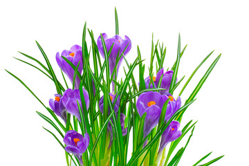 Crocus flowers isolated on white background in macro lens shot.