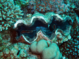 Schuppige Riesenmuschel - Tridacna squamosa