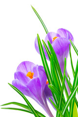 Crocus flowers isolated on white background in macro lens shot.