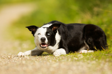 Border collie dog