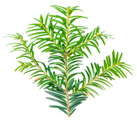 yew twig isolated on white background