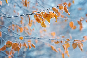 Fototapeta premium Birch with yellow leaves in frost
