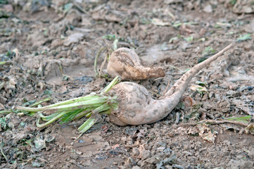 Obraz premium sugar beet harvest