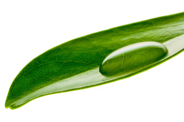 Beautiful water drop on a leaf shoot in macro lens