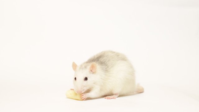 pet rat eating on a white background