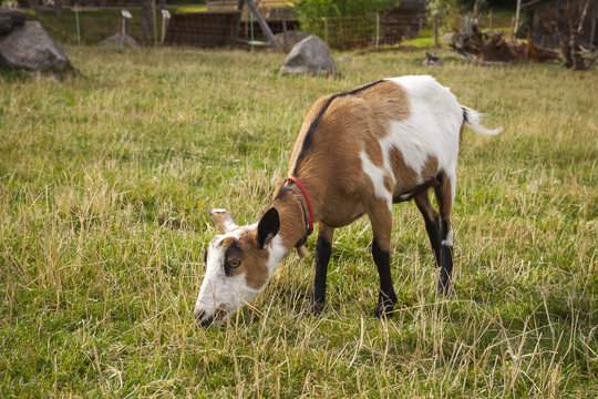 Goat grazing on the meadow