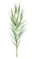 green cane stalks isolated on white background