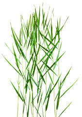 green cane stalks isolated on white background