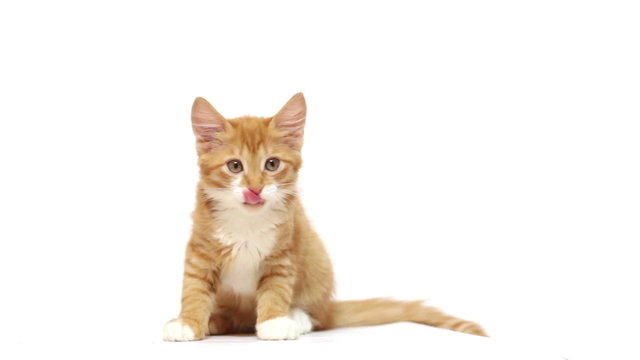 ginger kitten on a white background
