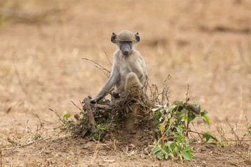 Playful young baboon looking for trouble in nature