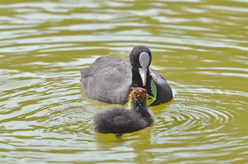 Foulque macroule et bébé