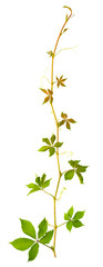 sprig of wild grape with green leaves on a white background