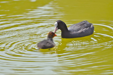 Foulque macroule et bébé