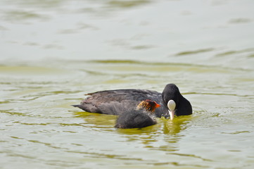 Foulque macroule et bébé