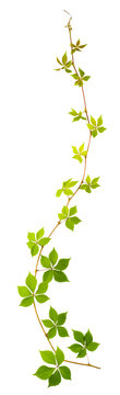 sprig of wild grape with green leaves on a white background