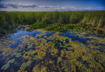 Wetland - Point Pelee conservation area
