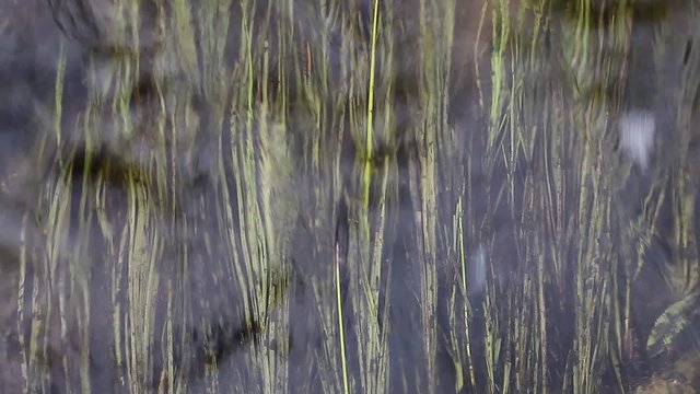 Abstract background texture with flowing up water and vivid water grass. Can symbolize: nature, peace, vitality, clean waters, salmon river, stream, ecosystem, ecology, relax or dream atmosphere.